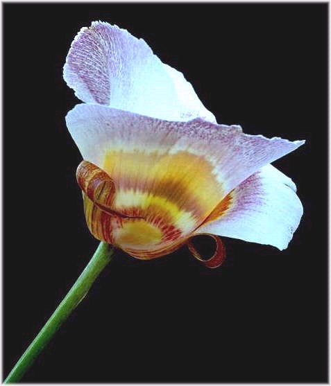 mariposa flor.bmp
